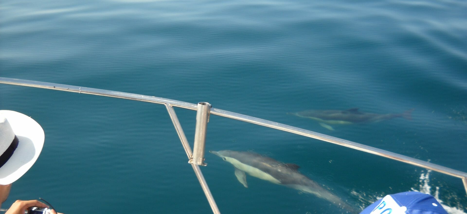 algarve-dolphins-boat-trips-albufeira-1920x880